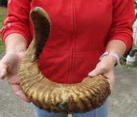 #2 Grade Sheep Horn 26 inches measured around the curl $14 