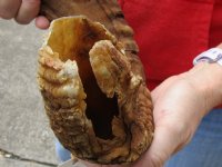 #2 Grade Sheep Horn 26 inches measured around the curl $14 