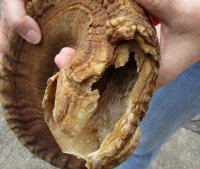 #2 Grade Sheep Horn 26 inches measured around the curl $14 