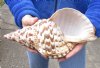 Caribbean Triton seashell 11 inches long - (You are buying the shell pictured) for $39 (cut edge)