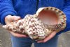 Caribbean Triton seashell 10-1/2 inches long - (You are buying the shell pictured) for $37 (tiny holes)