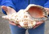 Caribbean Triton seashell 10-3/4 inches long - (You are buying the shell pictured) for $37 (tiny holes)
