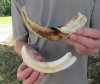 Two 8 inch Warthog Tusks, Warthog Ivory from African Warthog .60 lb for $65(You are buying the tusks in the photo)