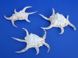 Lambis Chiragra Spider Conch Shells, lambis chiragra, 7 to 9 inches  (Case of 30)