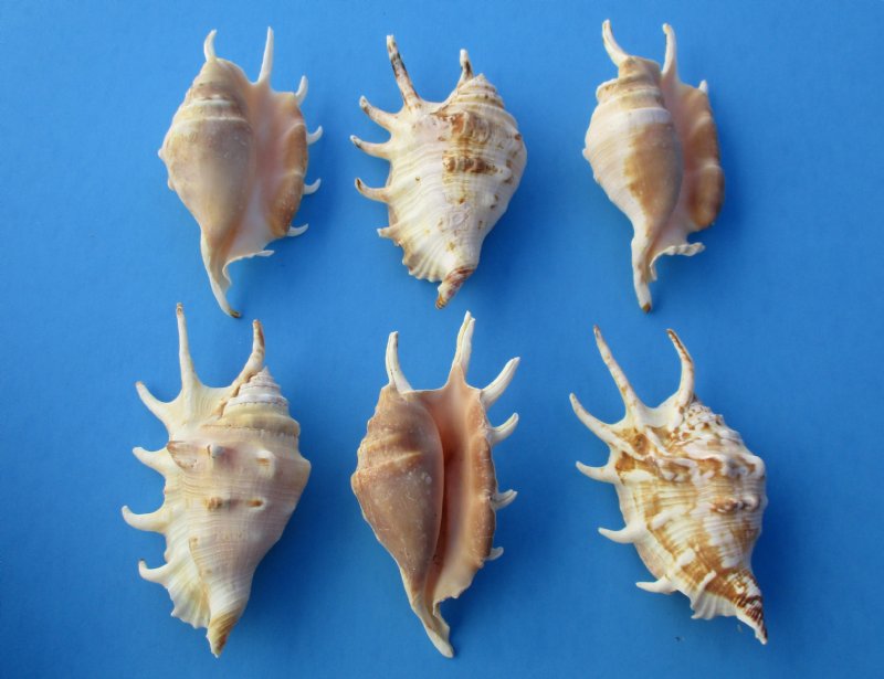 Wholesale Lambis Lambis Common Spider Conch Shells 4 inch to 43/4 inch