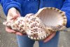 Caribbean Triton seashell 10-1/2 inches long - (You are buying the shell pictured) for $37