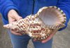 Caribbean Triton seashell 10 inches long - (You are buying the shell pictured) for $37