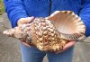 Caribbean Triton seashell 12 inches long - (You are buying the shell pictured) for $50 (tiny holes and chipped edge)