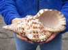 Caribbean Triton seashell 11 inches long - (You are buying the shell pictured) for $44 (tiny holes)