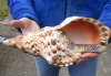 Caribbean Triton seashell 11-3/4 inches long - (You are buying the shell pictured) for $39 (tiny holes and calcium)