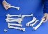 10 piece lot of deer leg bones 7 to 9 inches long. You are buying the bones pictured for $24.00