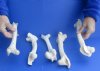 5 piece lot of deer leg bones 9 to 11 inches long. You are buying the bones pictured for $15.00