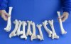 10 piece lot of deer leg bones 9 to 12 inches long. You are buying the bones pictured for $30.00