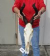 African Female Red Hartebeest skull with 16 inch horns. You are buying the one pictured for $105.00 (Broken nose)