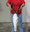 African Female Red Hartebeest skull with 16 inch horns. You are buying the one pictured for $105.00 (Broken nose)