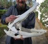 19-1/2 inch A-Grade Florida Alligator Skull from an estimated 10 foot Florida gator - You are buying the gator skull shown for $195.00