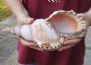 Caribbean Triton seashell 10-1/2 inches long - (You are buying the shell pictured) for $32 (faded color in one area)