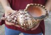 Caribbean Triton seashell 10 inches long - (You are buying the shell pictured) for $32 (tiny holes)
