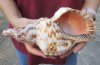 Caribbean Triton seashell 10 inches long - (You are buying the shell pictured) for $22 (tiny holes and calcium)