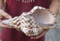 Caribbean Triton seashell 10-1/4 inches long - (You are buying the shell pictured) for $32 (tiny holes)
