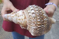 Caribbean Triton seashell 10-1/4 inches long - (You are buying the shell pictured) for $32 (tiny holes)