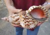 Caribbean Triton seashell 10-1/2 inches long - (You are buying the shell pictured) for $32 (tiny holes)