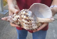 Caribbean Triton seashell 10-1/4 inches long - (You are buying the shell pictured) for $30 (cut edge)