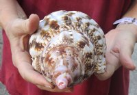 Caribbean Triton seashell 10-1/4 inches long - (You are buying the shell pictured) for $30 (cut edge)