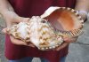 Caribbean Triton seashell 10 inches long - (You are buying the shell pictured) for $37 (tiny holes)