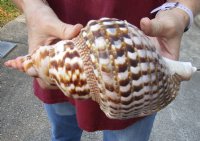 Caribbean Triton seashell 10 inches long - (You are buying the shell pictured) for $37