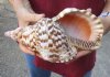 Caribbean Triton seashell 10 inches long - (You are buying the shell pictured) for $32 (tiny holes and chipped edge)