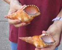 2 pc lot of  Blonde Caribbean Triton Trumpet seashell measuring 5-1/2 and 5-3/4 inches long - (You are buying the shell pictured) for $15/lot