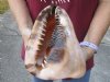 8-1/4 inch King Helmet Shell, large shell for seashell decor - You are buying the hand selected shell shown for $20