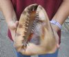 8 inch King Helmet Shell, large shell for seashell decor - You are buying the hand selected shell shown for $20