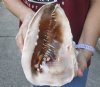 8-1/2 inches Queen Helmet Shell, large shell for seashell decor - You are buying the hand selected shell shown for $20