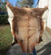 Blesbok Skin Rug, Blesbok Hide Soft Tanned 45" x 38" - Review all photos.  (You are buying the skin pictured) for $55 