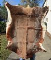 Blesbok Skin Rug, Blesbok Hide Soft Tanned 45" x 36" - Review all photos.  (You are buying the skin pictured) for $55 