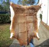 Blesbok Skin Rug, Blesbok Hide Soft Tanned 44" x 32" - Review all photos.  (You are buying the skin pictured) for $55 