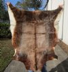 Blesbok Skin Rug, Blesbok Hide Soft Tanned 47" x 38" - Review all photos.  (You are buying the skin pictured) for $55 