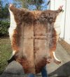 Blesbok Skin Rug, Blesbok Hide Soft Tanned 47" x 37" - Review all photos.  (You are buying the skin pictured) for $55 