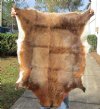 Blesbok Skin Rug, Blesbok Hide Soft Tanned 41" x 32" - Review all photos.  (You are buying the skin pictured) for $55 
