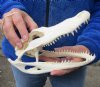 8-3/4 inch Alligator Skull from an estimated 4 foot Florida gator - You are buying the gator skull shown for $50 (Minor damage to top and back of skull)