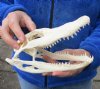 8-1/4 inch Alligator Skull from an estimated 4 foot Florida gator - You are buying the gator skull shown for $50 (Minor damage around eye)