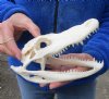 8 inch Alligator Skull from an estimated 4 foot Florida gator - You are buying the gator skull shown for $50 (Minor damage to top of skull)