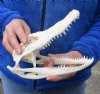 8-3/4 inch Alligator Skull from an estimated 4 foot Florida gator - You are buying the gator skull shown for $50 (Minor damage above eye)