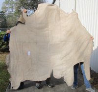76" x 83" Water Buffalo Upholstery Finished Leather (Bubalus bubalis) - You are buying the Water Buffalo Leather pictured for $250.00
