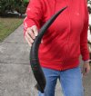 Kudu horn for sale measuring 22 inches, for making a shofar.  You are buying the horn in the photos for $20.00 (cracked)