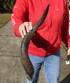 Kudu horn for sale measuring 24 inches, for making a shofar.  You are buying the horn in the photos for $20.00 (cracked)