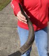 Kudu horn for sale measuring 22 inches, for making a shofar.  You are buying the horn in the photos for $20.00 (cracked)