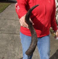 Kudu horn for sale measuring 22 inches, for making a shofar.  You are buying the horn in the photos for $20.00 (holes)